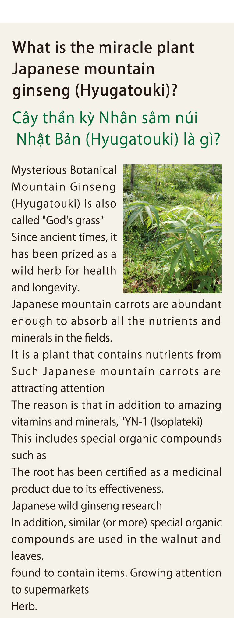 What is the miracle plant Japanese mountain ginseng (Hyugatouki)?