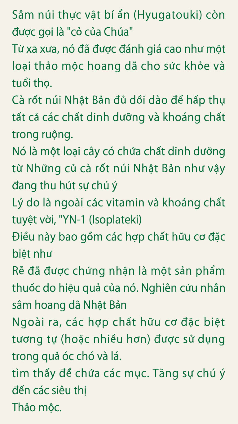 Sâm núi thực vật bí ẩn (Hyugatouki) còn được gọi là cỏ của Chúa
