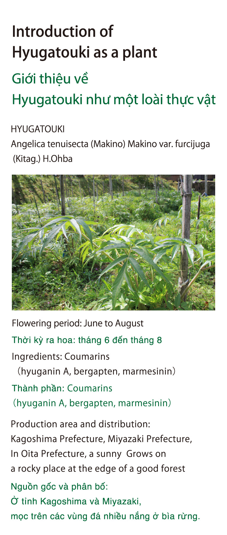 Introduction of Hyugatouki as a plant