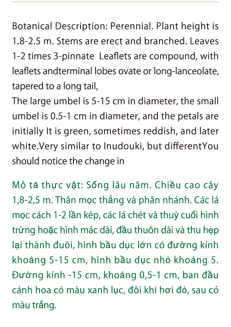 Botanical Description: Perennial. Plant height is 1.8-2.5 m.