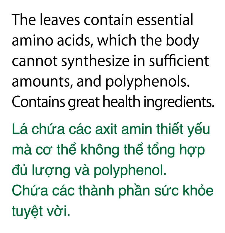The leaves contain essential amino acids, which the body cannot synthesize in sufficient amounts, and polyphenols.Contains great health ingredients.