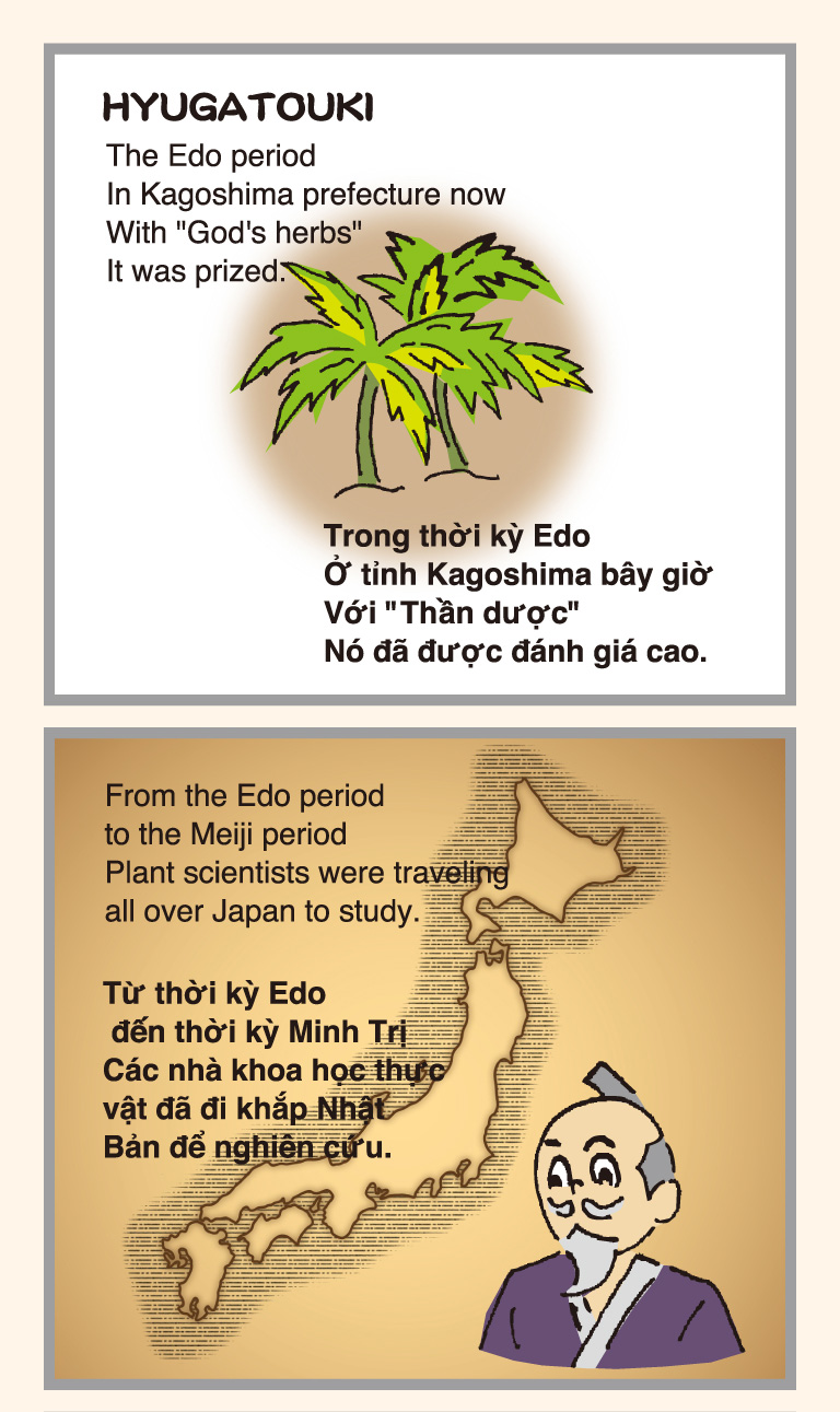 The Edo period In Kagoshima prefecture now With God's herbs It was prized.