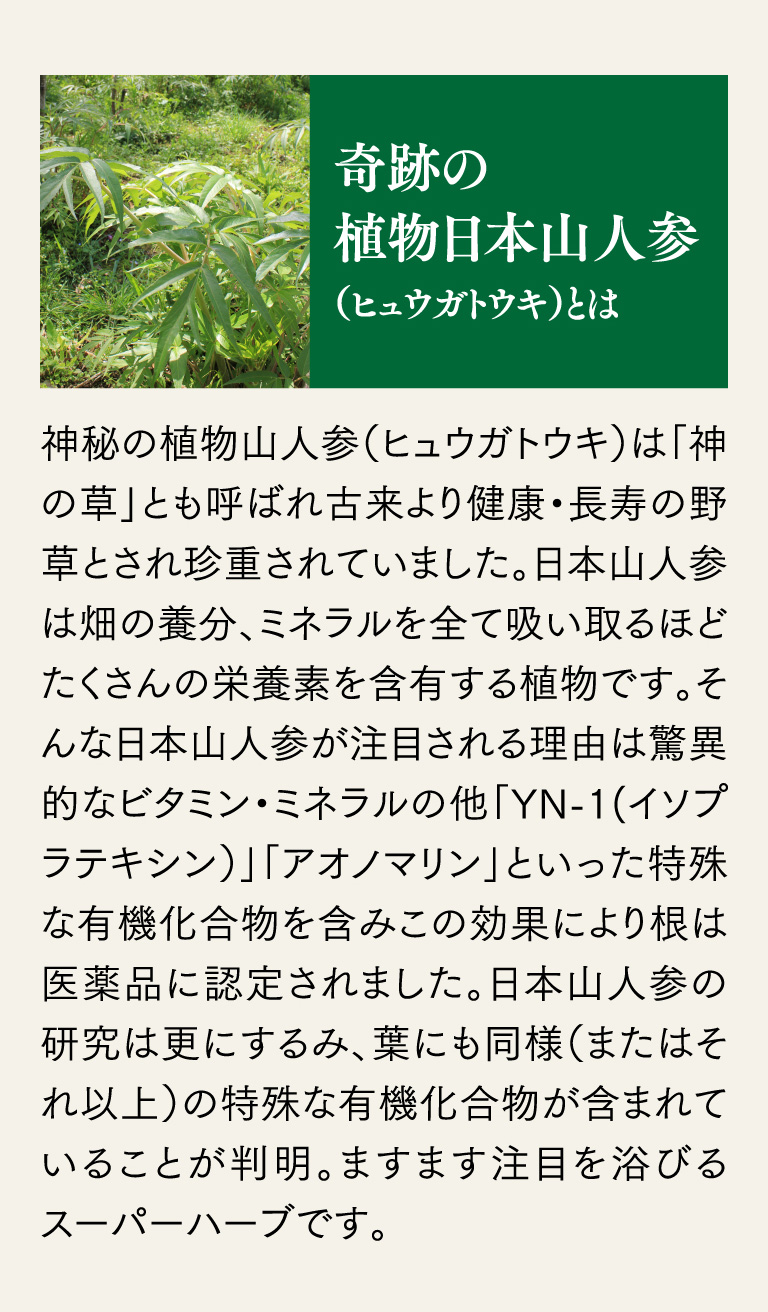 奇跡の植物日本山人参（ヒュウガトウキ）とは