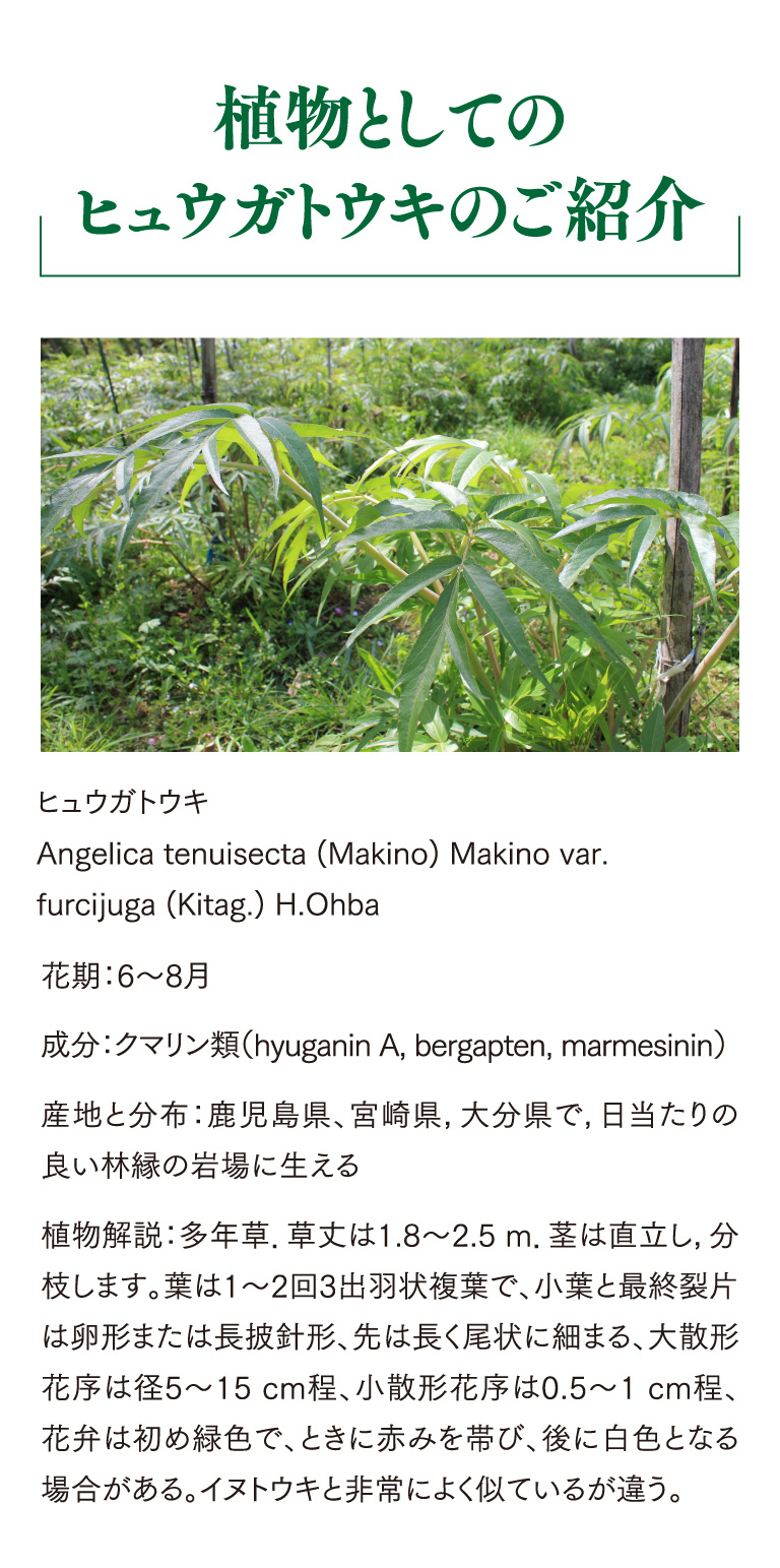植物としてのヒュウガトウキのご紹介