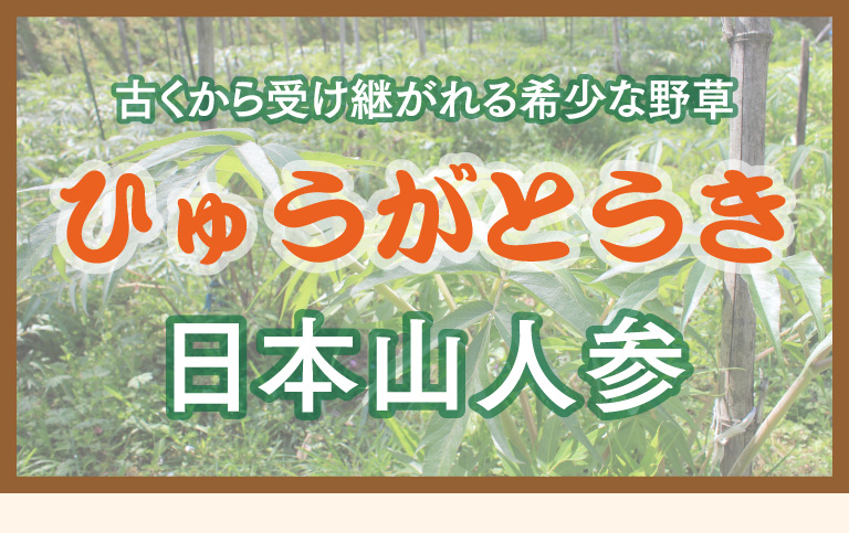 古くから受け継がれる希少な野草ひゅうがとうき日本山人参