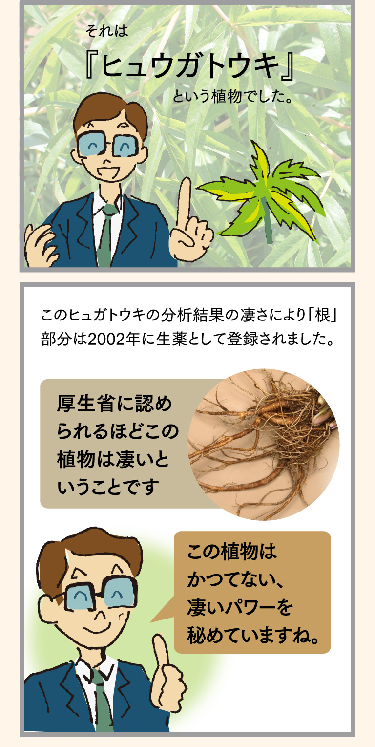 それは『ヒュウガトウキ』という植物でした。