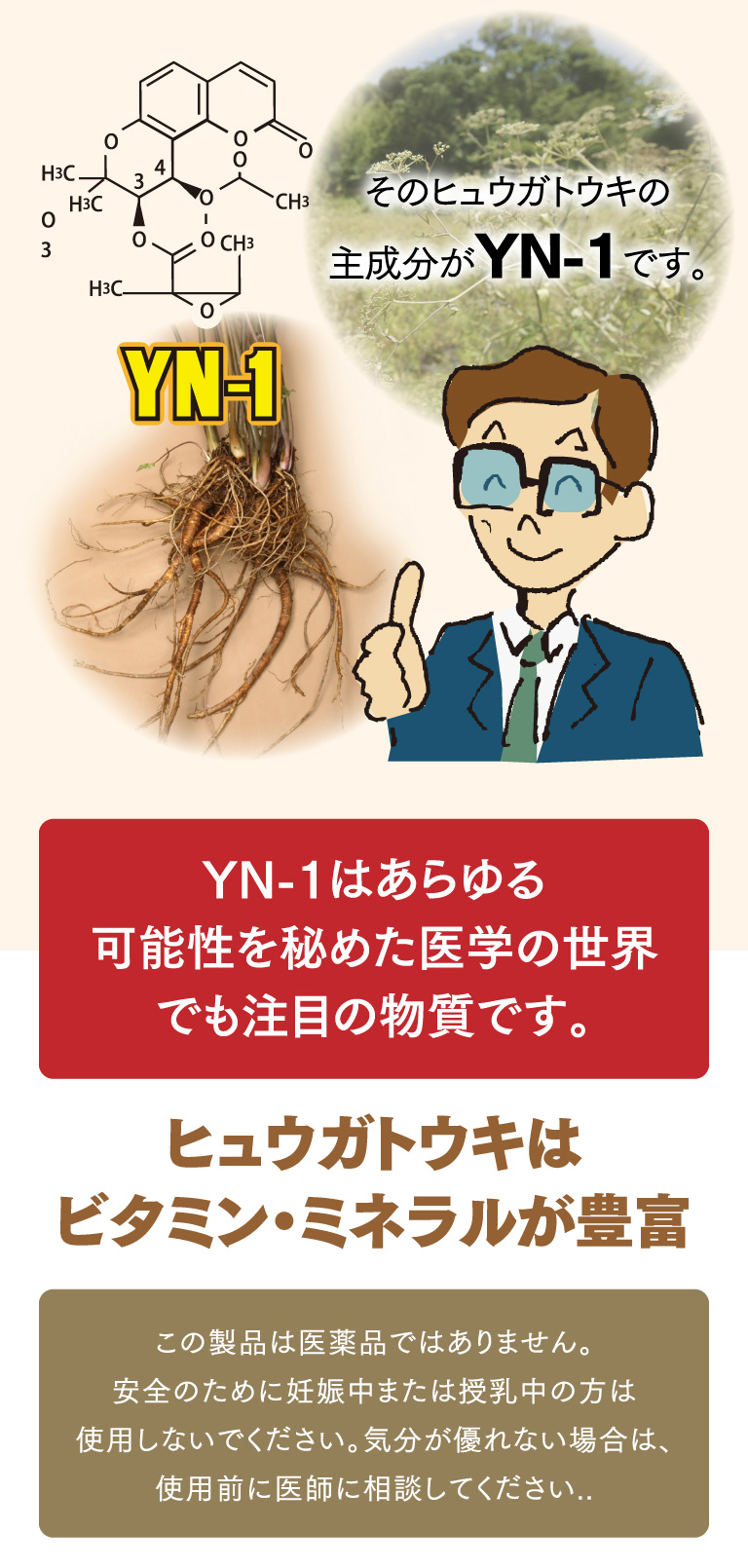 そのヒュウガトウキの主成分がYN-1です。